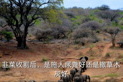 韭菜收割后，是施人尿糞好還是撒草木灰好