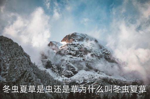 冬蟲(chóng)夏草是蟲(chóng)還是草為什么叫冬蟲(chóng)夏草
