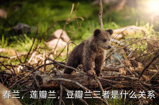 春蘭，蓮瓣蘭，豆瓣蘭三者是什么關(guān)系