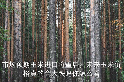 市場預(yù)期玉米進(jìn)口將重啟，未來玉米價(jià)格真的會大跌嗎你怎么看