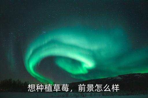 想種植草莓，前景怎么樣