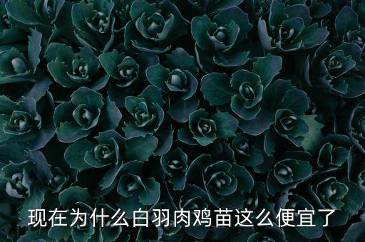 現在為什么白羽肉雞苗這么便宜了