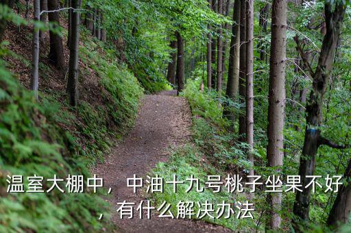 溫室大棚中，中油十九號桃子坐果不好，有什么解決辦法