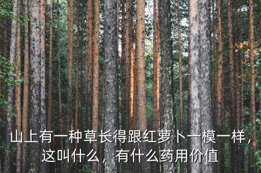 山上有一種草長得跟紅蘿卜一模一樣，這叫什么，有什么藥用價值