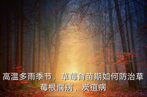 高溫多雨季節(jié)，草莓育苗期如何防治草莓根腐病、炭疽病