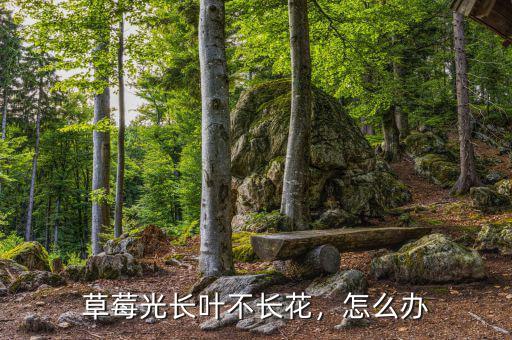 草莓光長葉不長花，怎么辦