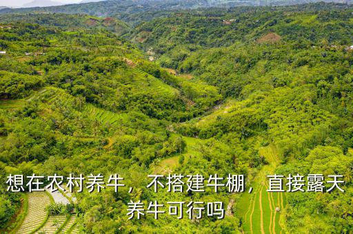 想在農(nóng)村養(yǎng)牛，不搭建牛棚，直接露天養(yǎng)?？尚袉? class=