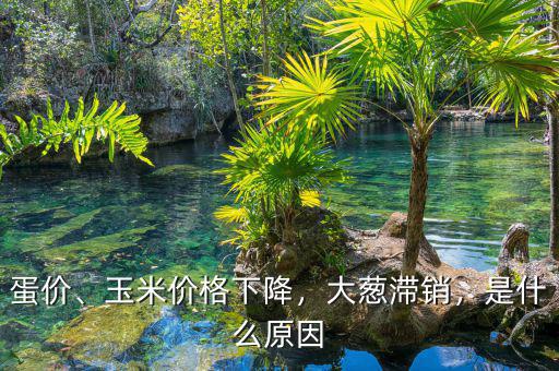 蛋價(jià)、玉米價(jià)格下降，大蔥滯銷，是什么原因