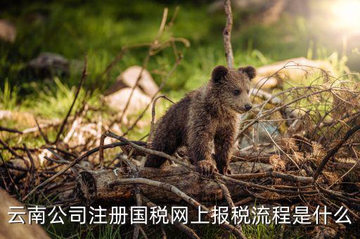 如何進入云南網(wǎng)上稅務申報系統(tǒng)，如何進行網(wǎng)上稅務申報