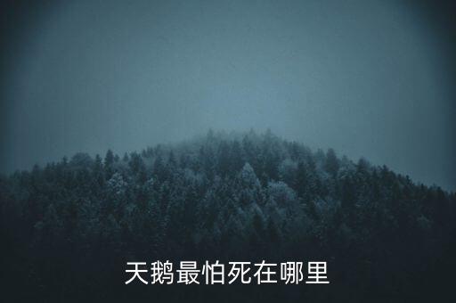 天鵝怕什么，天鵝最怕死在哪里