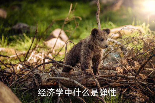 什么是利潤彈性，經(jīng)濟(jì)學(xué)中什么是彈性