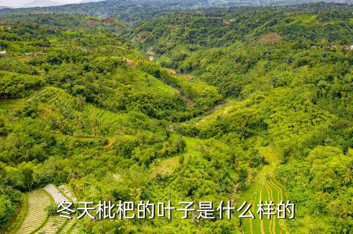 高位死叉是什么樣子的，起搏器是什么樣子的