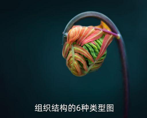  組織結構的6種類型圖