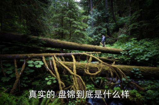 真實(shí)的 盤(pán)錦到底是什么樣
