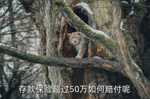 存款保險(xiǎn)超過50萬(wàn)如何賠付呢